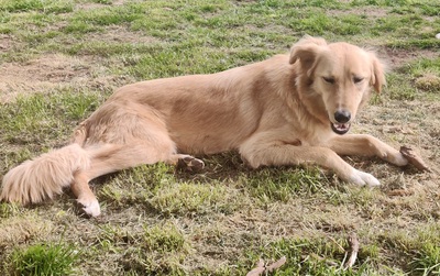 Lina, Mix - Hündin