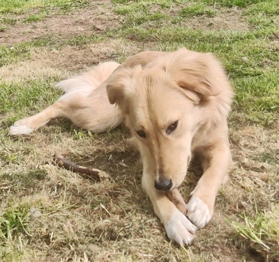 Lina, Mix - Hündin