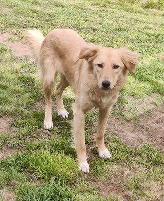Lina, Mix - Hündin