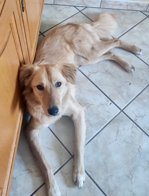 Lina, Mix - Hündin