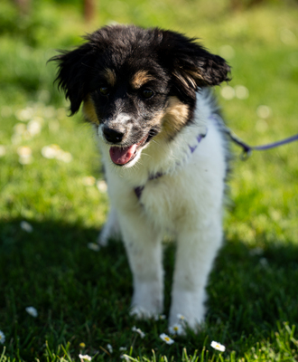 Lina, mischling Welpen - Hündin