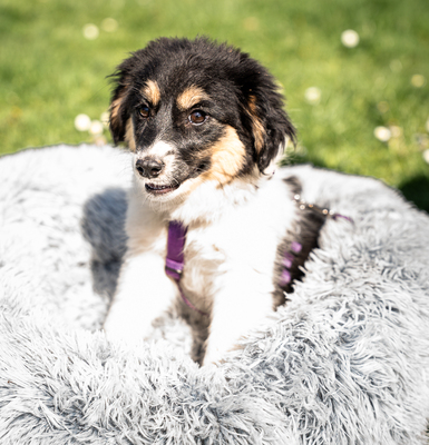 Lina, mischling Welpen - Hündin