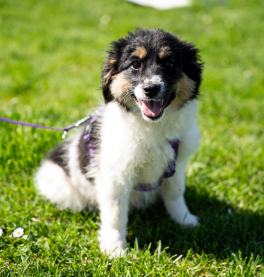 Lina, mischling Welpen - Hündin