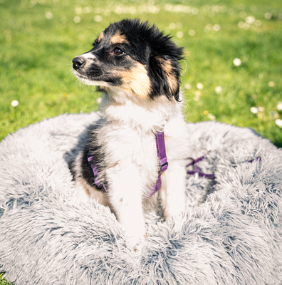 Lina, mischling Welpen - Hündin