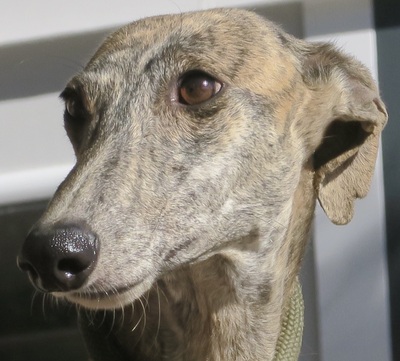 Linda, Galgo Español - Hündin