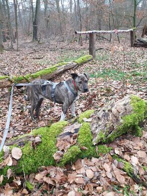 Linda, Mischling - Hündin