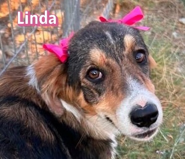 Linda, Mischling Welpen - Hündin