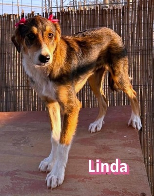 Linda, Mischling Welpen - Hündin