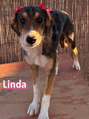 Linda, Mischling Welpen - Hündin