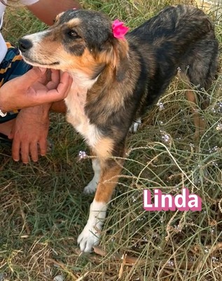 Linda, Mischling Welpen - Hündin