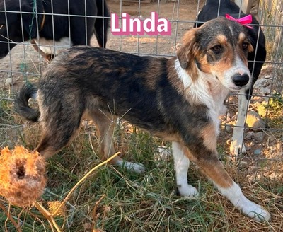 Linda, Mischling Welpen - Hündin