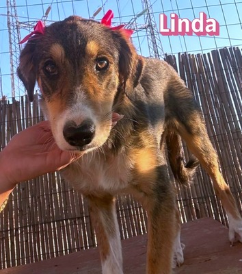 Linda, Mischling Welpen - Hündin