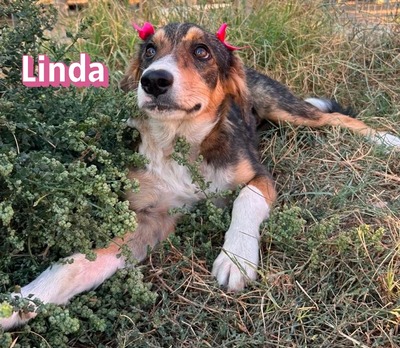 Linda, Mischling Welpen - Hündin