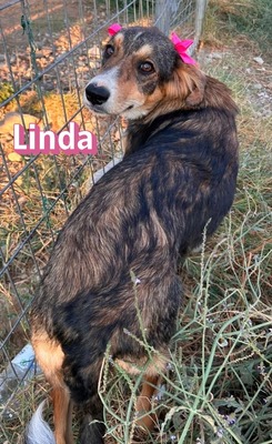Linda, Mischling Welpen - Hündin