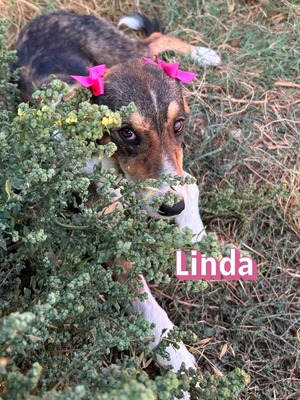 Linda, Mischling Welpen - Hündin