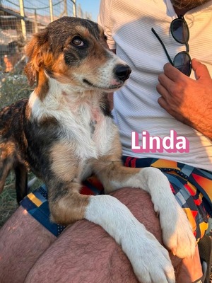Linda, Mischling Welpen - Hündin