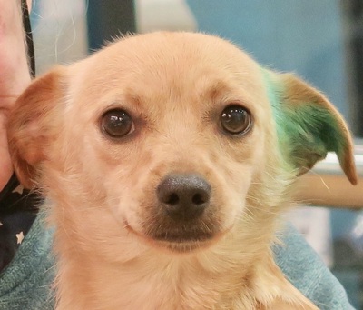 Linda, Mix - Hündin