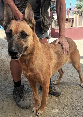 Linda, Schäferhund - Mix - Hündin
