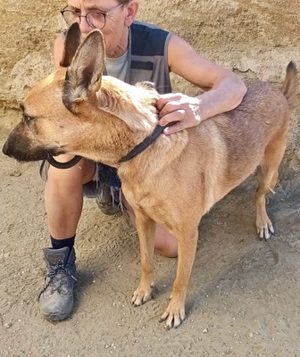 Linda, Schäferhund - Mix - Hündin