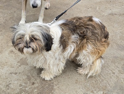 Linda, Shih-Tzu - Mix - Hündin