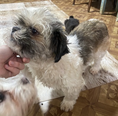 Linda, Shih-Tzu - Mix - Hündin