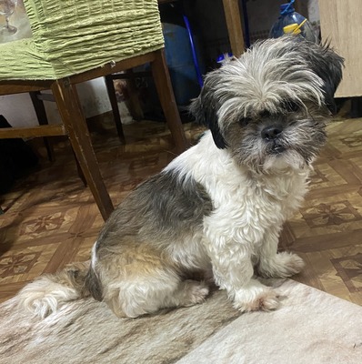 Linda, Shih-Tzu - Mix - Hündin