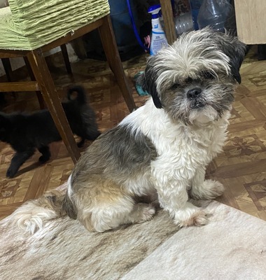 Linda, Shih-Tzu - Mix - Hündin