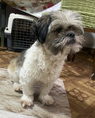 Linda, Shih-Tzu - Mix - Hündin