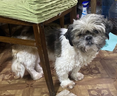 Linda, Shih-Tzu - Mix - Hündin