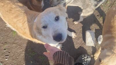 Linda hat ein tolles Zuhause mehr als verdient