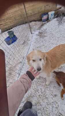 Linda hat ein tolles Zuhause mehr als verdient, Mischling - Hündin