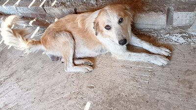 Linda hat ein tolles Zuhause mehr als verdient, Mischling - Hündin