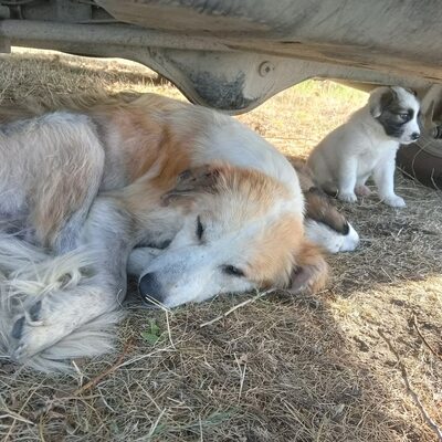 Linda hat ein tolles Zuhause mehr als verdient, Mischling - Hündin