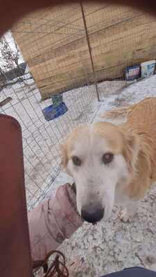 Linda hat ein tolles Zuhause mehr als verdient, Mischling - Hündin