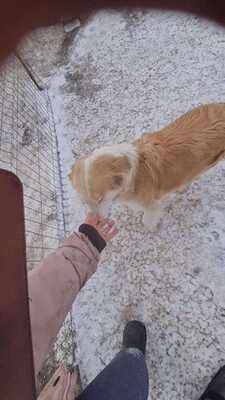 Linda hat ein tolles Zuhause mehr als verdient, Mischling - Hündin