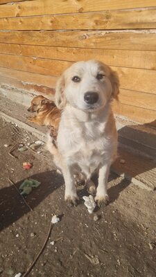 Linda hat ein tolles Zuhause mehr als verdient, Mischling - Hündin