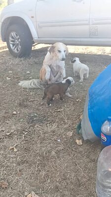 Linda hat ein tolles Zuhause mehr als verdient, Mischling - Hündin