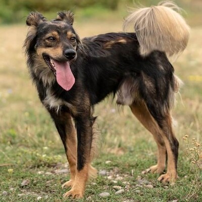 💥Lindo ist ein gut erzogener Hund er hat ein wundervollen Charakter.🐕‍🦺, Mischling - Rüde