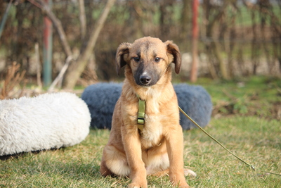 Lindro, Mischling Welpen - Rüde