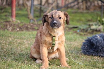 Lindro, Mischling Welpen - Rüde