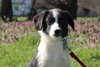 Linessa, Mischling Welpen - Hündin