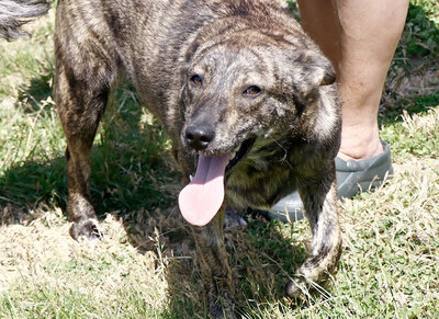 Linett - Geströmtes Hundemädchen, ca. 1 Jahr/46cm/20kg, Mischling - Hündin