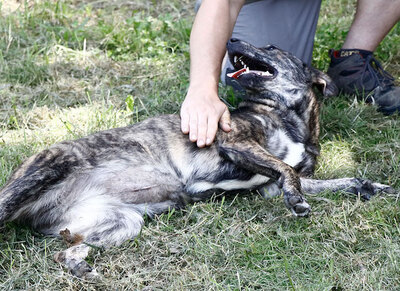 Linett - Geströmtes Hundemädchen, ca. 1 Jahr/46cm/20kg, Mischling - Hündin