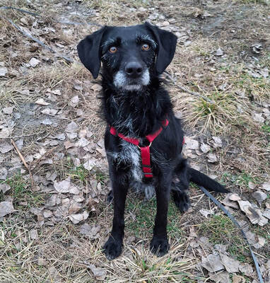 Lini - R E S E R V I E R T !!!!! verschmust, neugierig, verspielt, schlau, sanft, aktiv, lernwillig, bei ihren Bezugspersonen sehr anhänglich