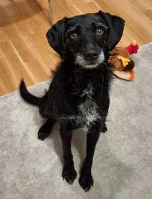 Lini - R E S E R V I E R T !!!!! verschmust, neugierig, verspielt, schlau, sanft, aktiv, lernwillig, bei ihren Bezugspersonen sehr anhänglich, Mischling (Video auf HP) - Betreuungsplatz Wien - Hündin