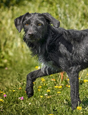 Lini - schlau, neugierig, verspielt, aktiv, lernwillig, bei ihren Bezugspersonen anhänglich und zutraulich