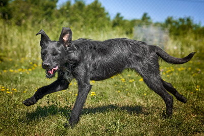 Lini - schlau, neugierig, verspielt, aktiv, lernwillig, bei ihren Bezugspersonen anhänglich und zutraulich, Deutsch Drahthaar Mischling (Video auf HP) - Betreuungsplatz Wien - Hündin