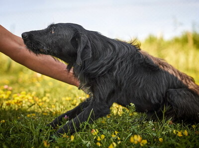 Lini - schlau, neugierig, verspielt, aktiv, lernwillig, bei ihren Bezugspersonen anhänglich und zutraulich, Deutsch Drahthaar Mischling (Video auf HP) - Betreuungsplatz Wien - Hündin