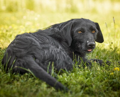 Lini - schlau, neugierig, verspielt, aktiv, lernwillig, bei ihren Bezugspersonen anhänglich und zutraulich, Deutsch Drahthaar Mischling (Video auf HP) - Betreuungsplatz Wien - Hündin