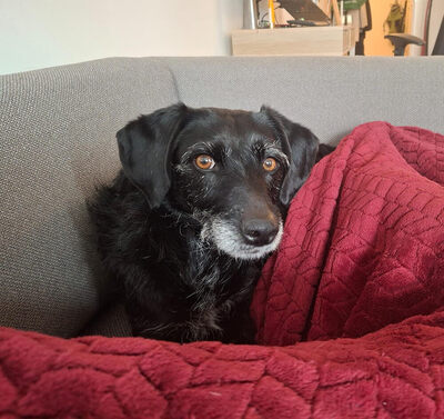 Lini - verschmust, neugierig, verspielt, schlau, sanft, aktiv, lernwillig, bei ihren Bezugspersonen sehr anhänglich, Deutsch Drahthaar Mischling (Video auf HP) - Betreuungsplatz Wien - Hündin